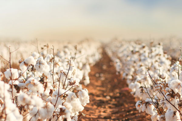 Cotton field