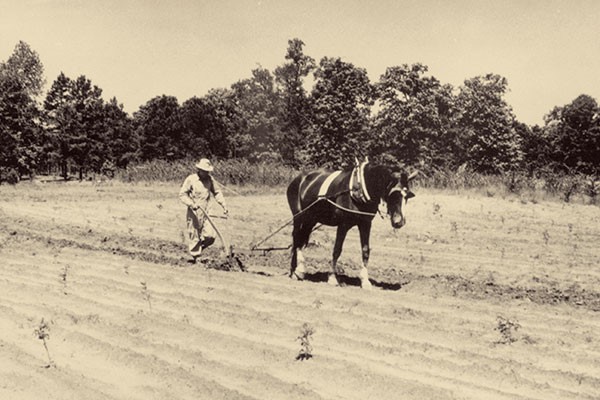 Historical photo of farmer in field