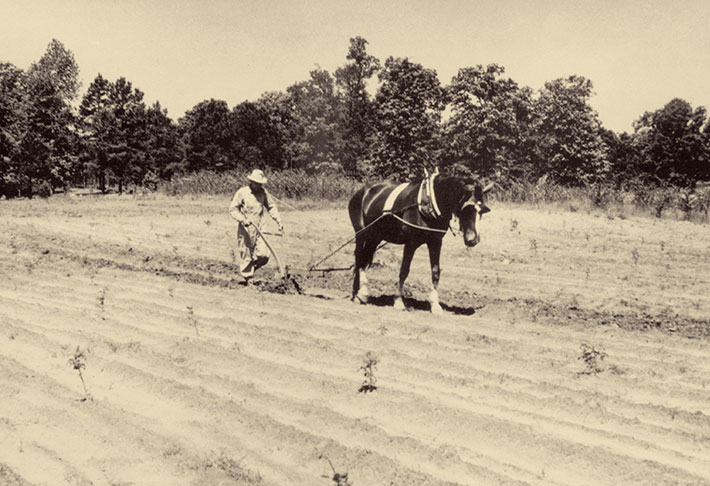 Historical photo of farmer in field