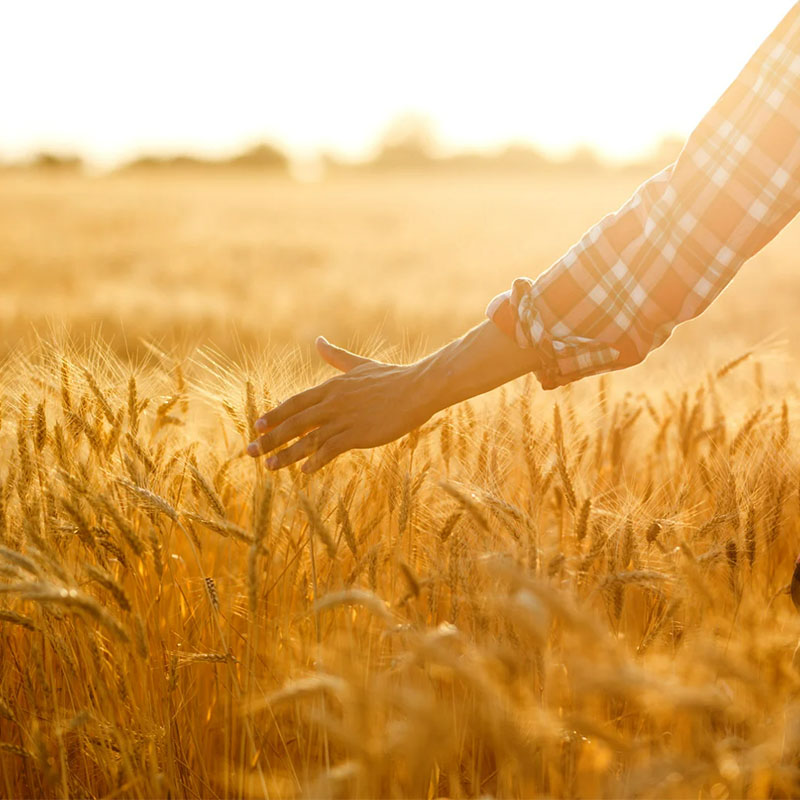 photo of wheat field